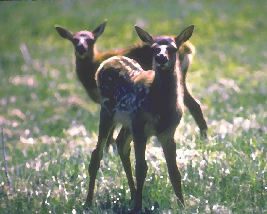 Click to get the codes for this image. 2 Fawns Painting, Animals  Horses  Hooved Background, wallpaper or texture for any blog, web page, phone or desktop